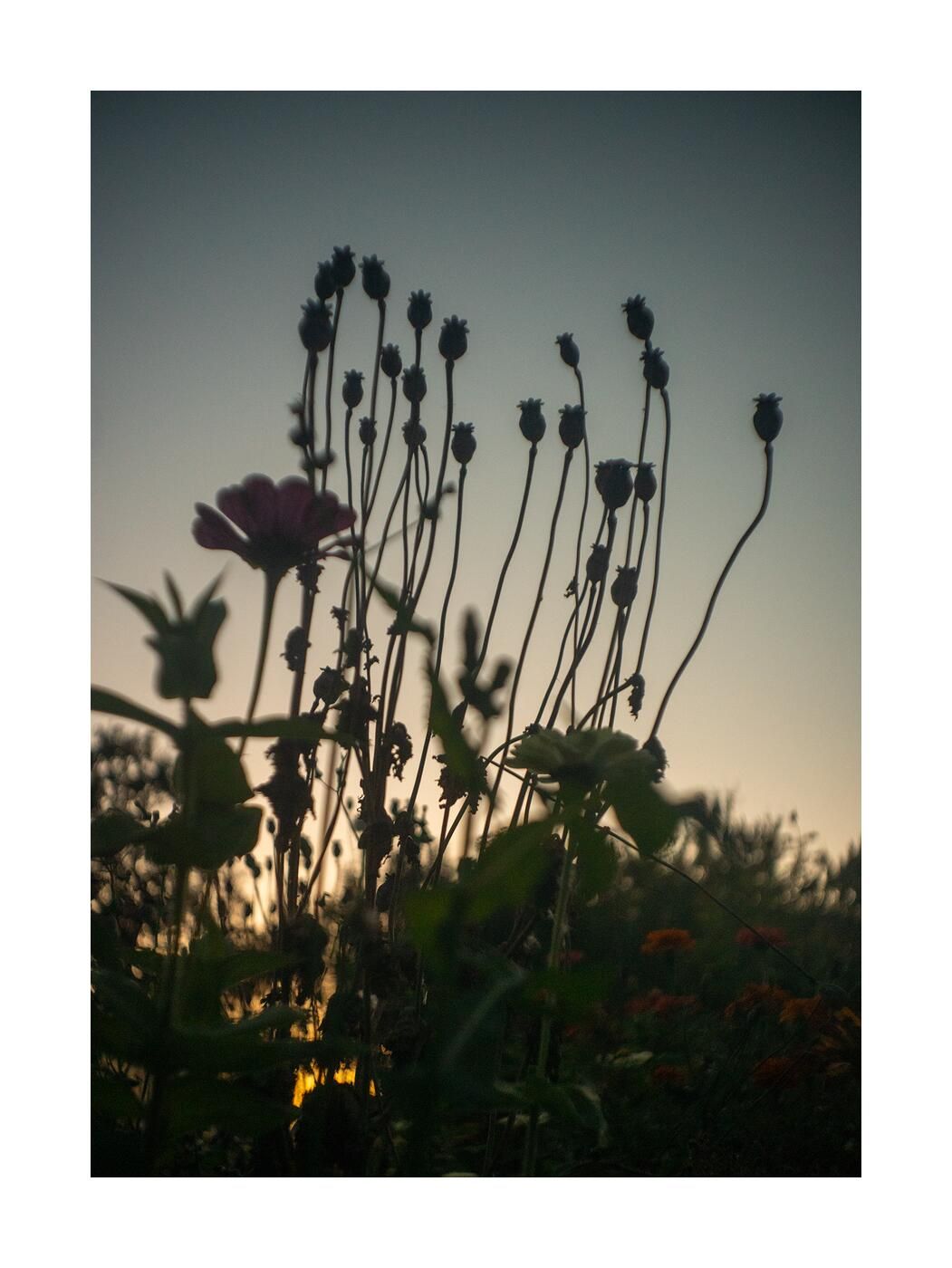 Чудесный сад