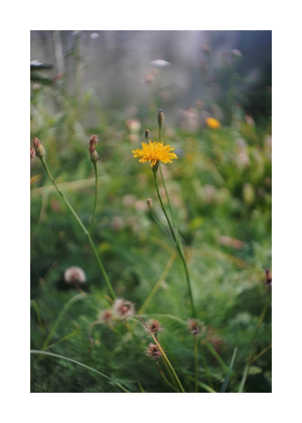 Чудесный сад