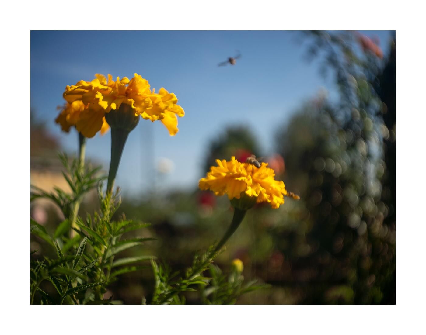 Чудесный сад