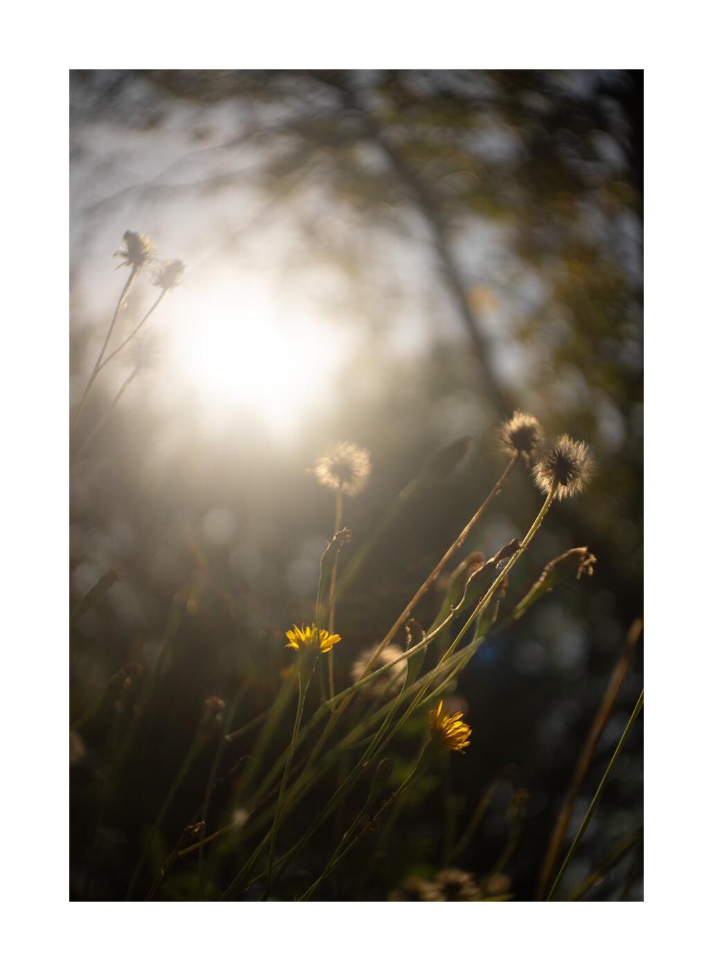 Чудесный сад