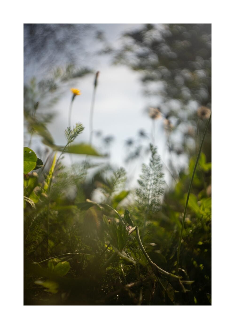 Чудесный сад