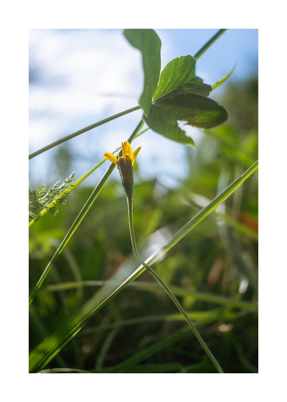 Чудесный сад