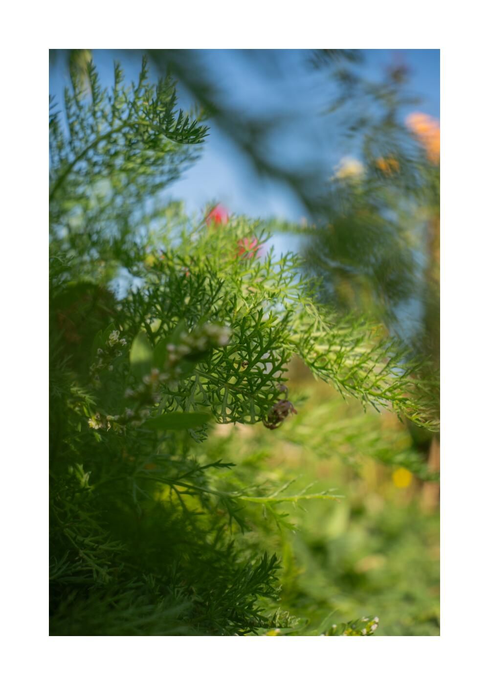 Чудесный сад