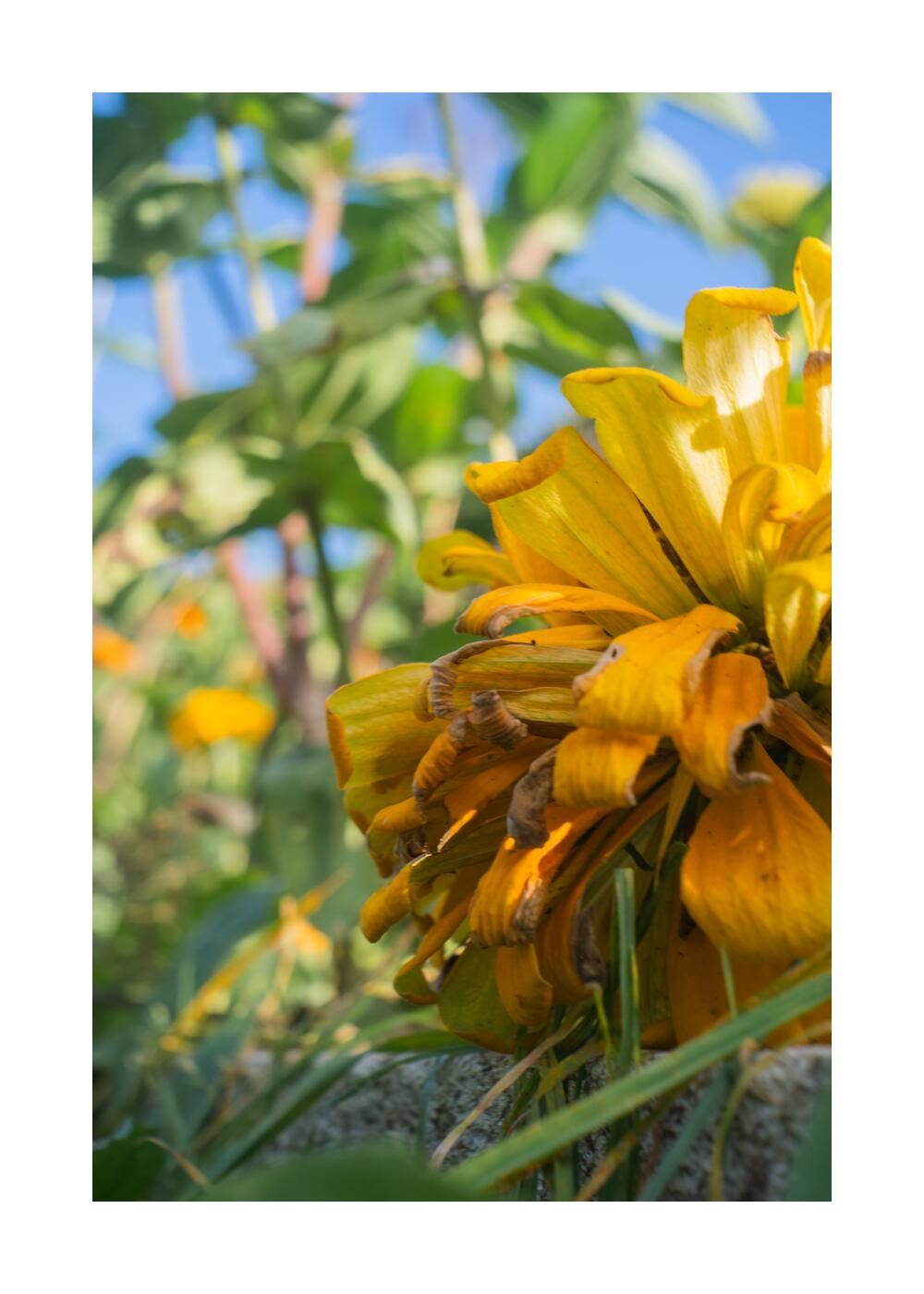 Чудесный сад