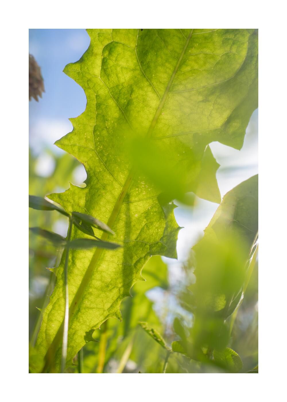 Чудесный сад