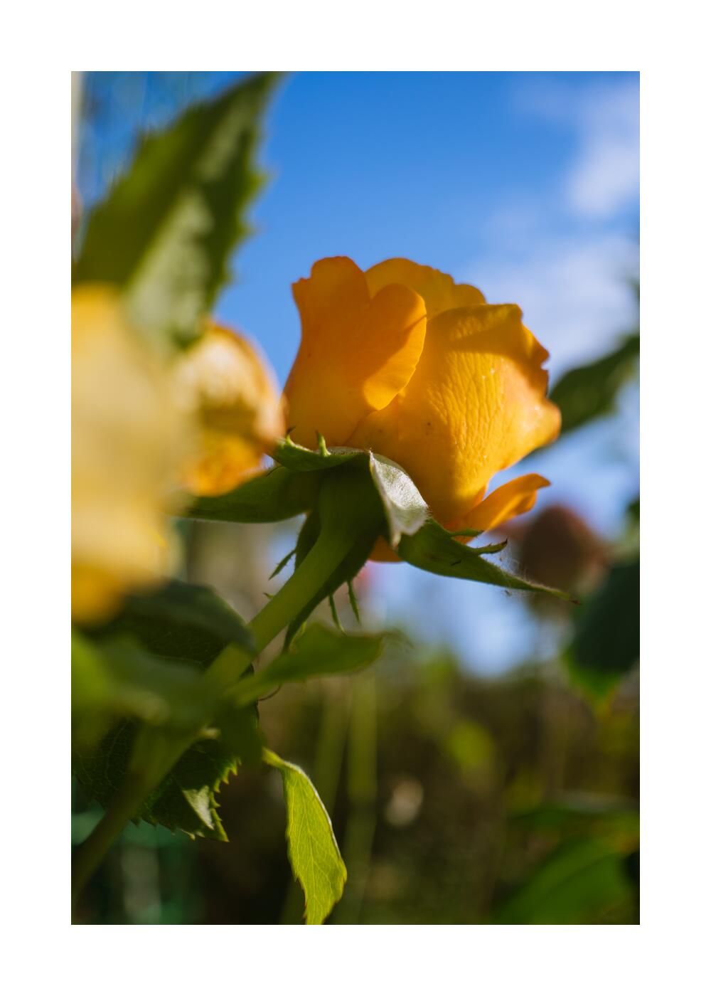 Чудесный сад