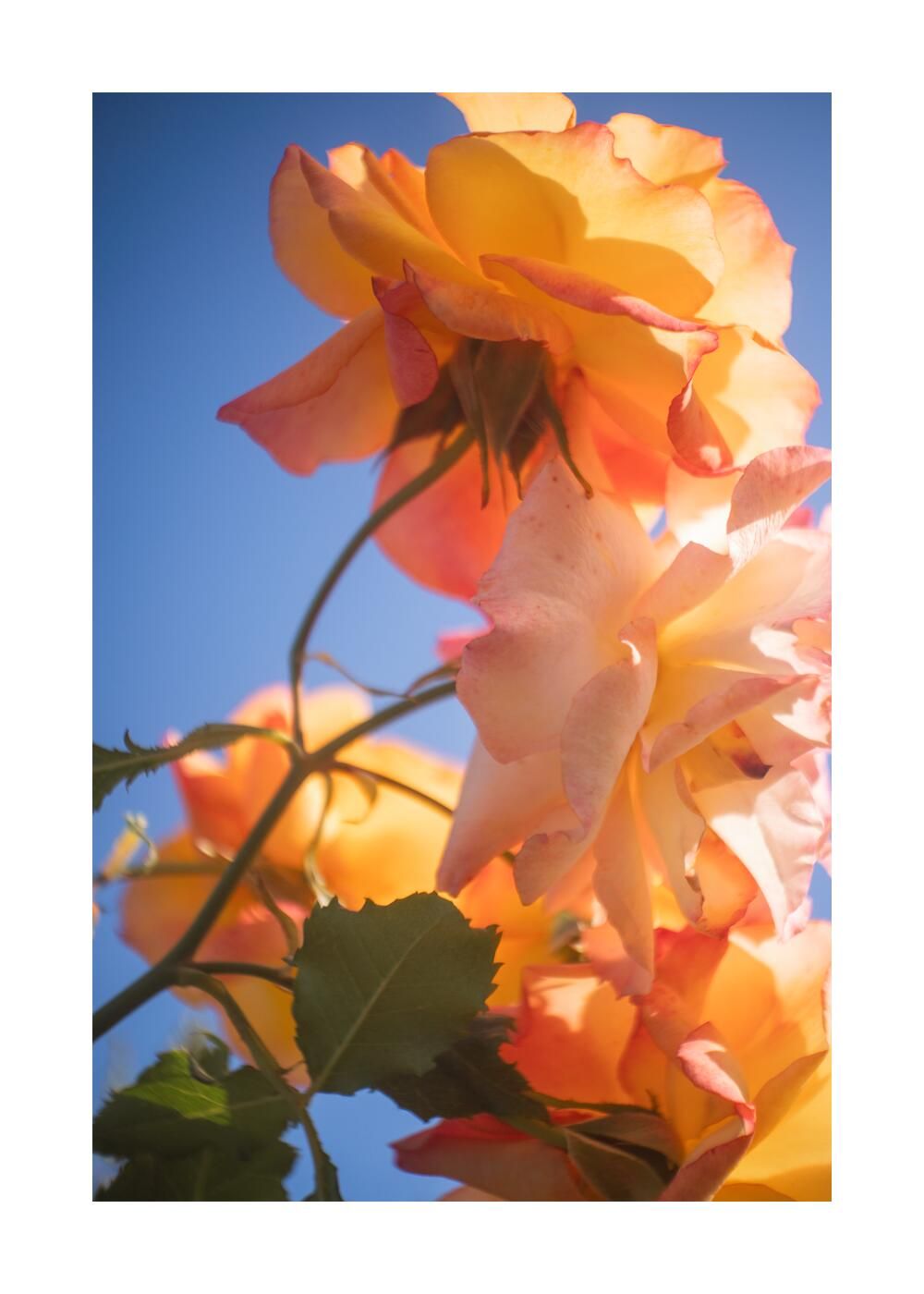 Чудесный сад