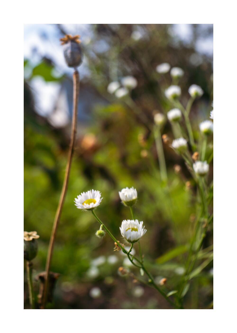 Чудесный сад