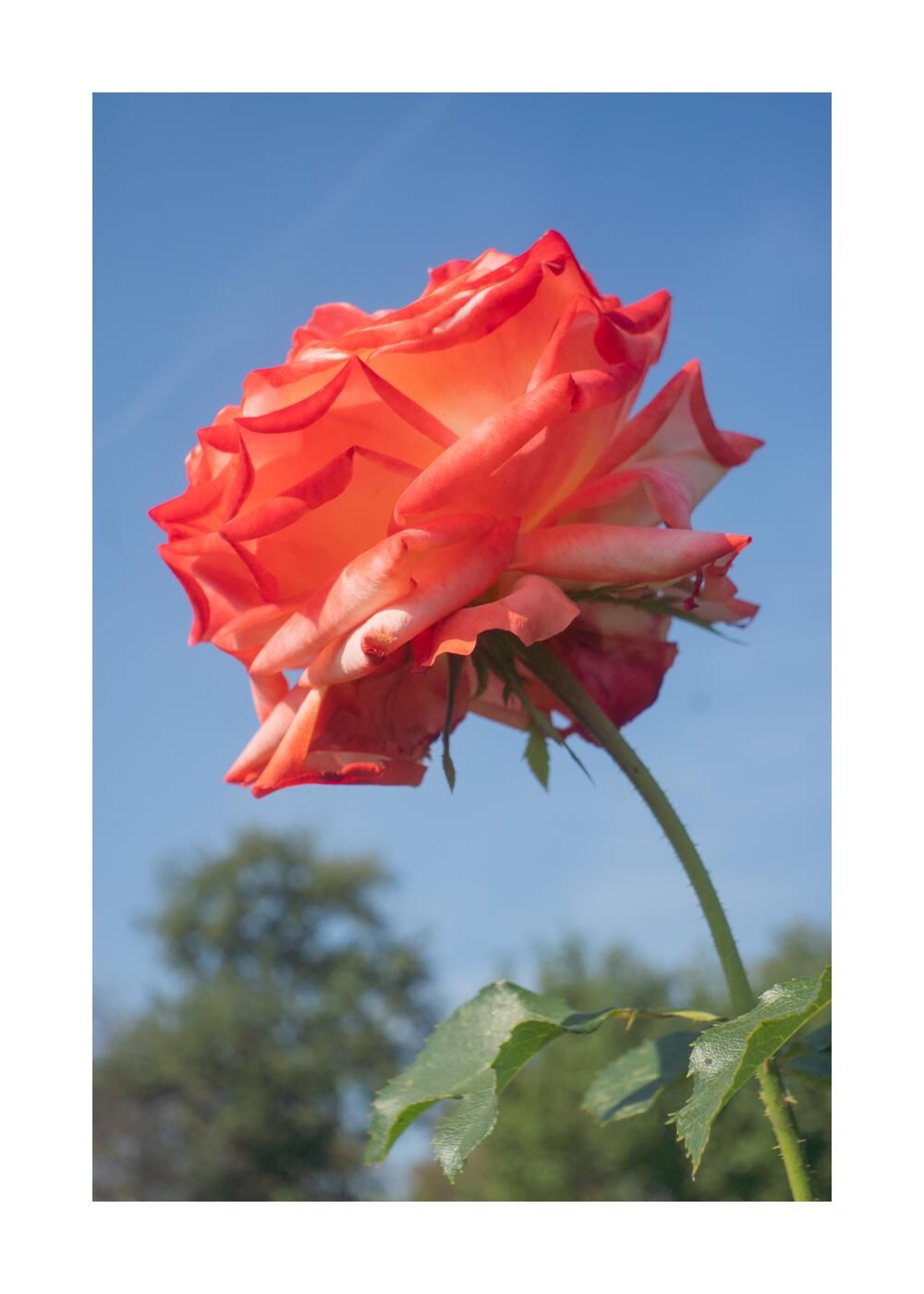 Чудесный сад