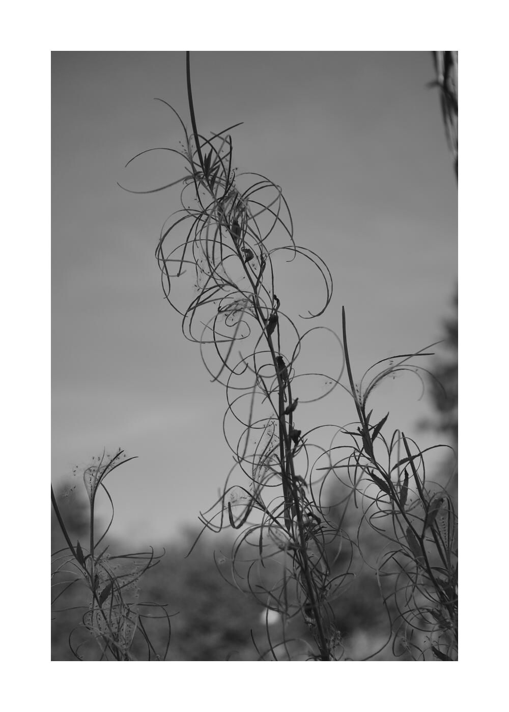 Чудесный сад