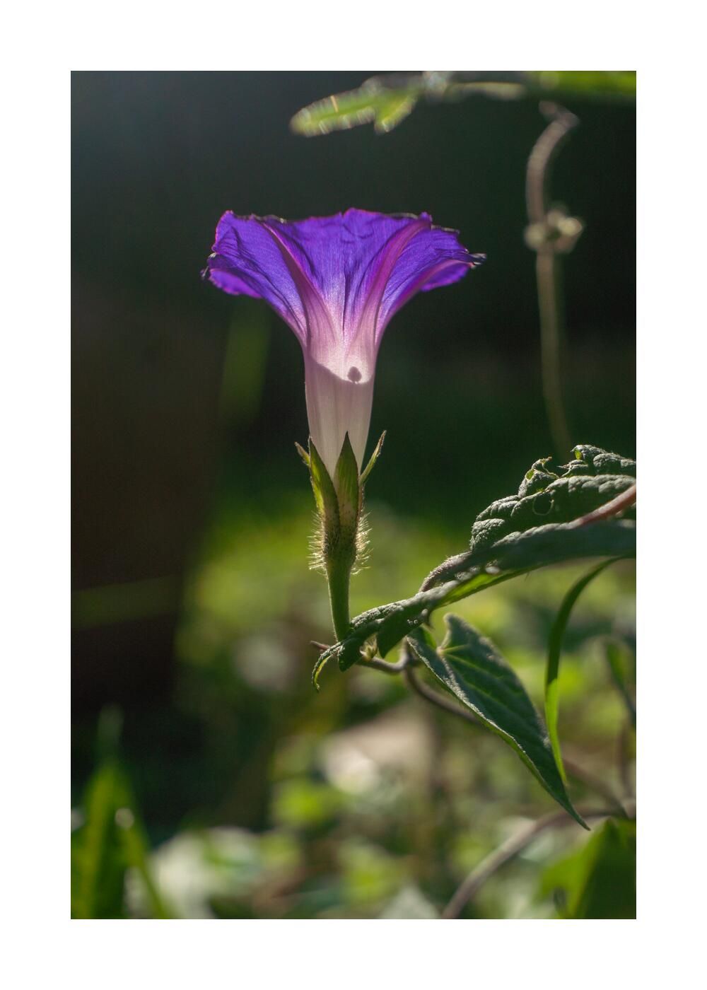 Чудесный сад