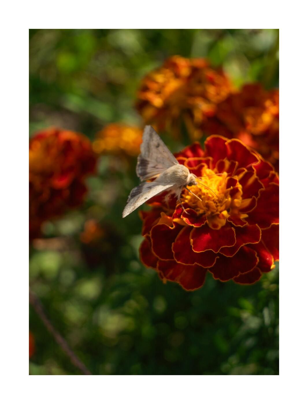 Чудесный сад