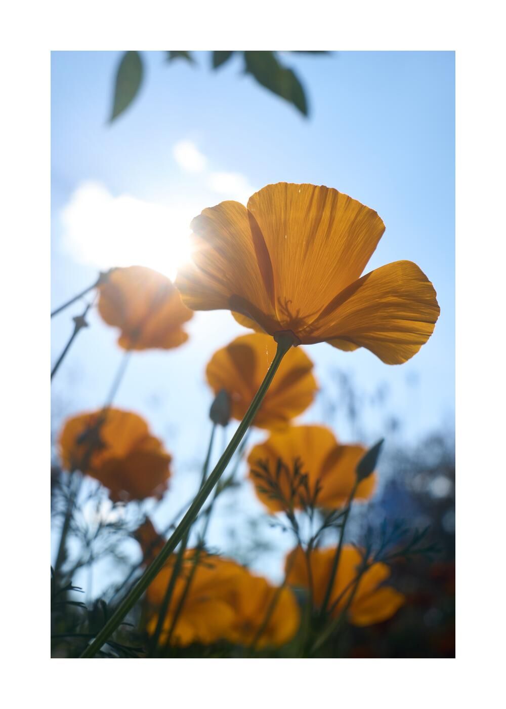 Чудесный сад