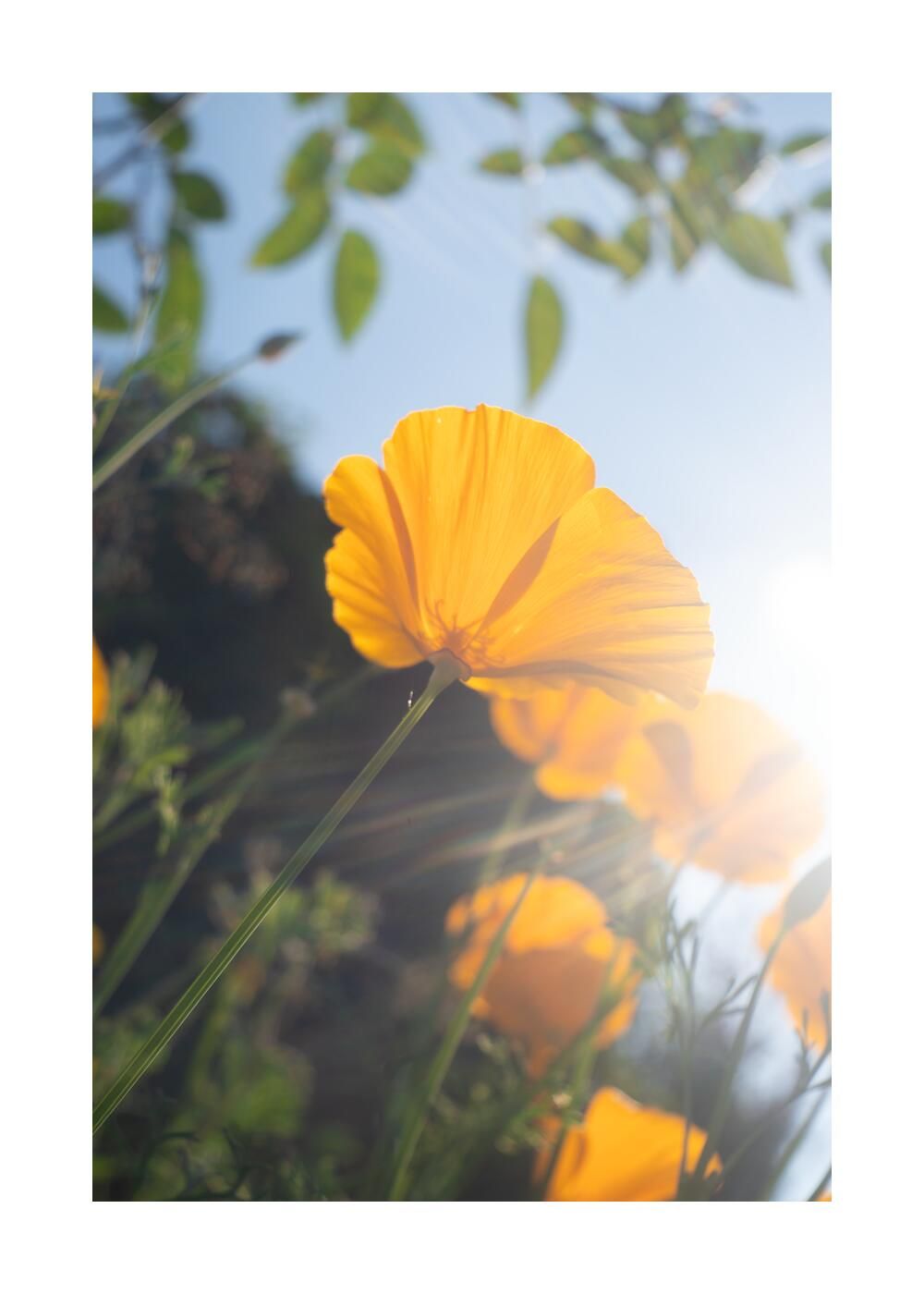 Чудесный сад