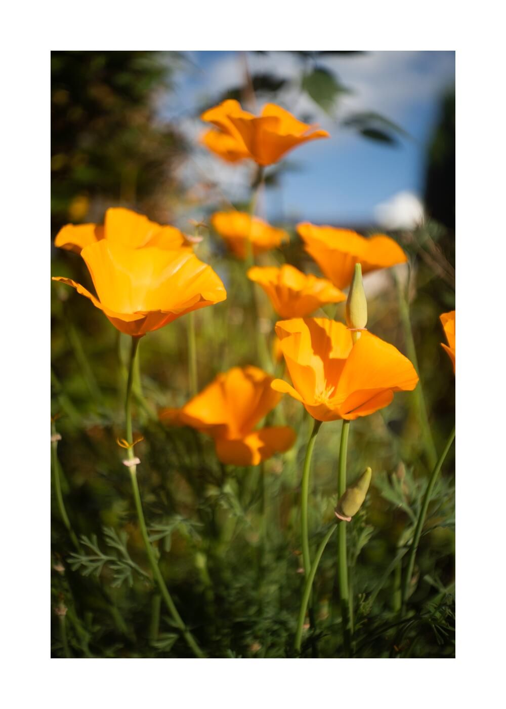 Чудесный сад