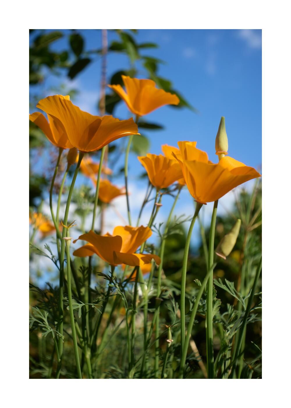 Чудесный сад