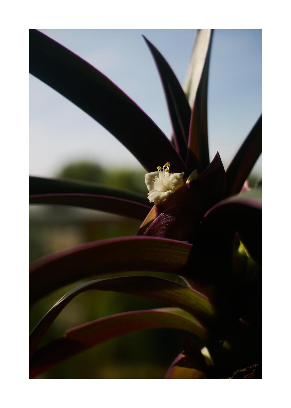 Чудесный сад