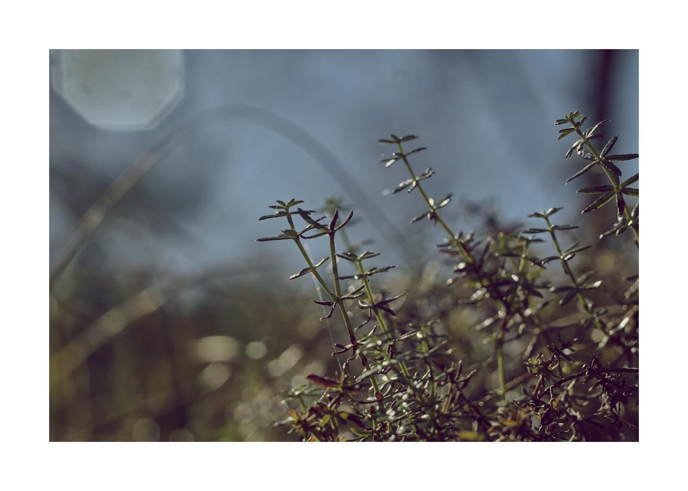 Чудесный сад