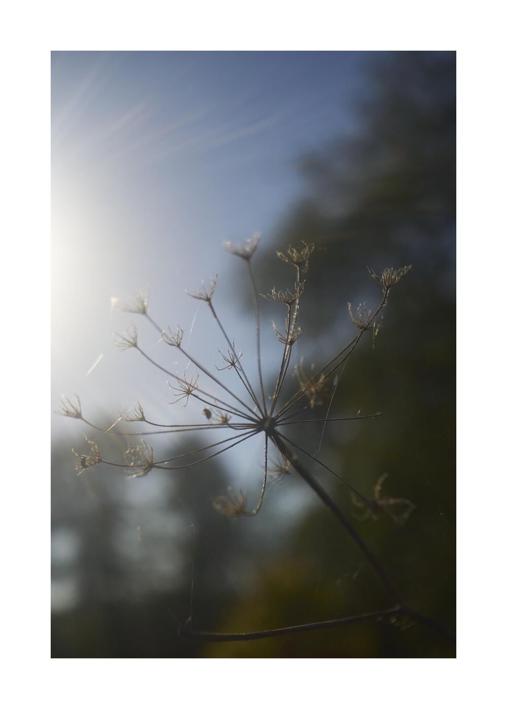 Чудесный сад