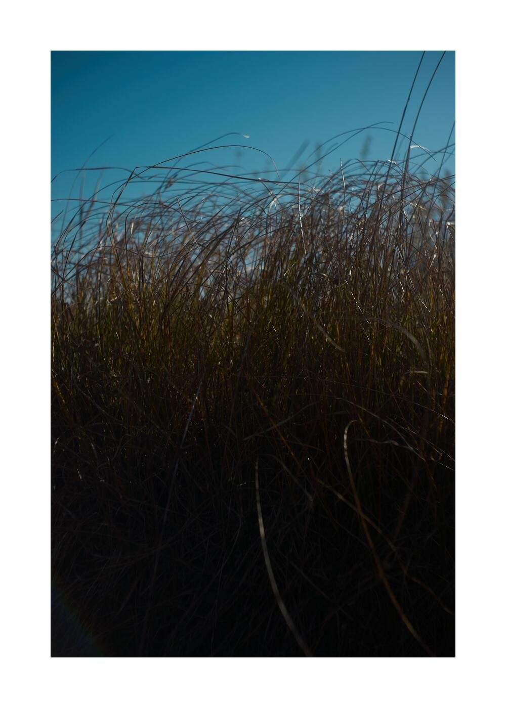 Чудесный сад