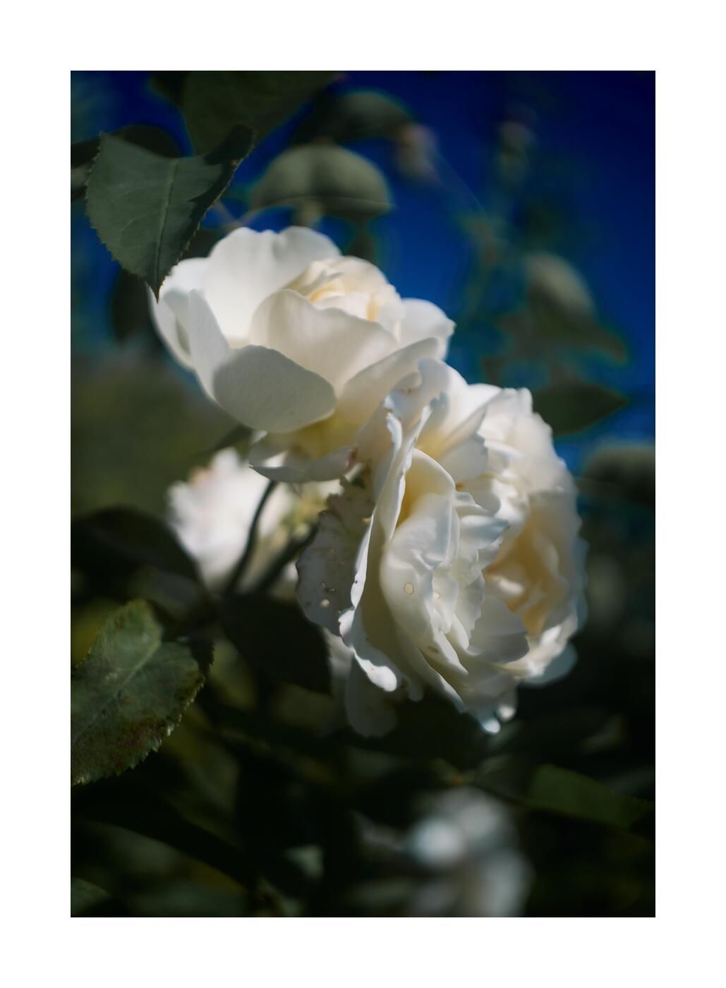 Чудесный сад