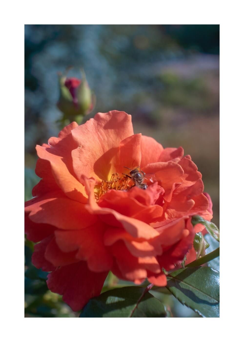 Чудесный сад