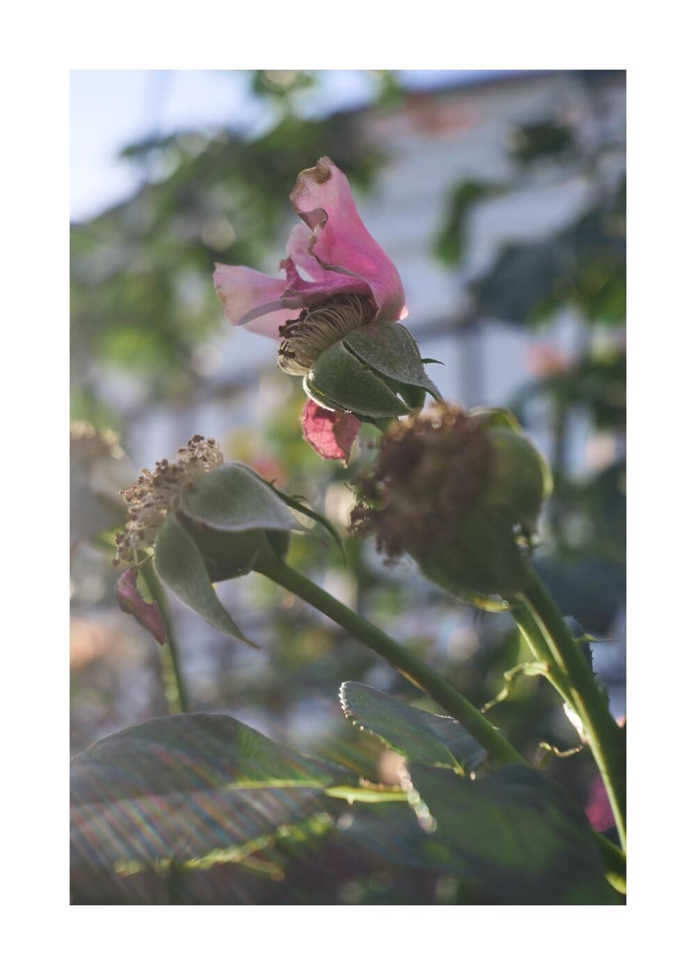 Чудесный сад