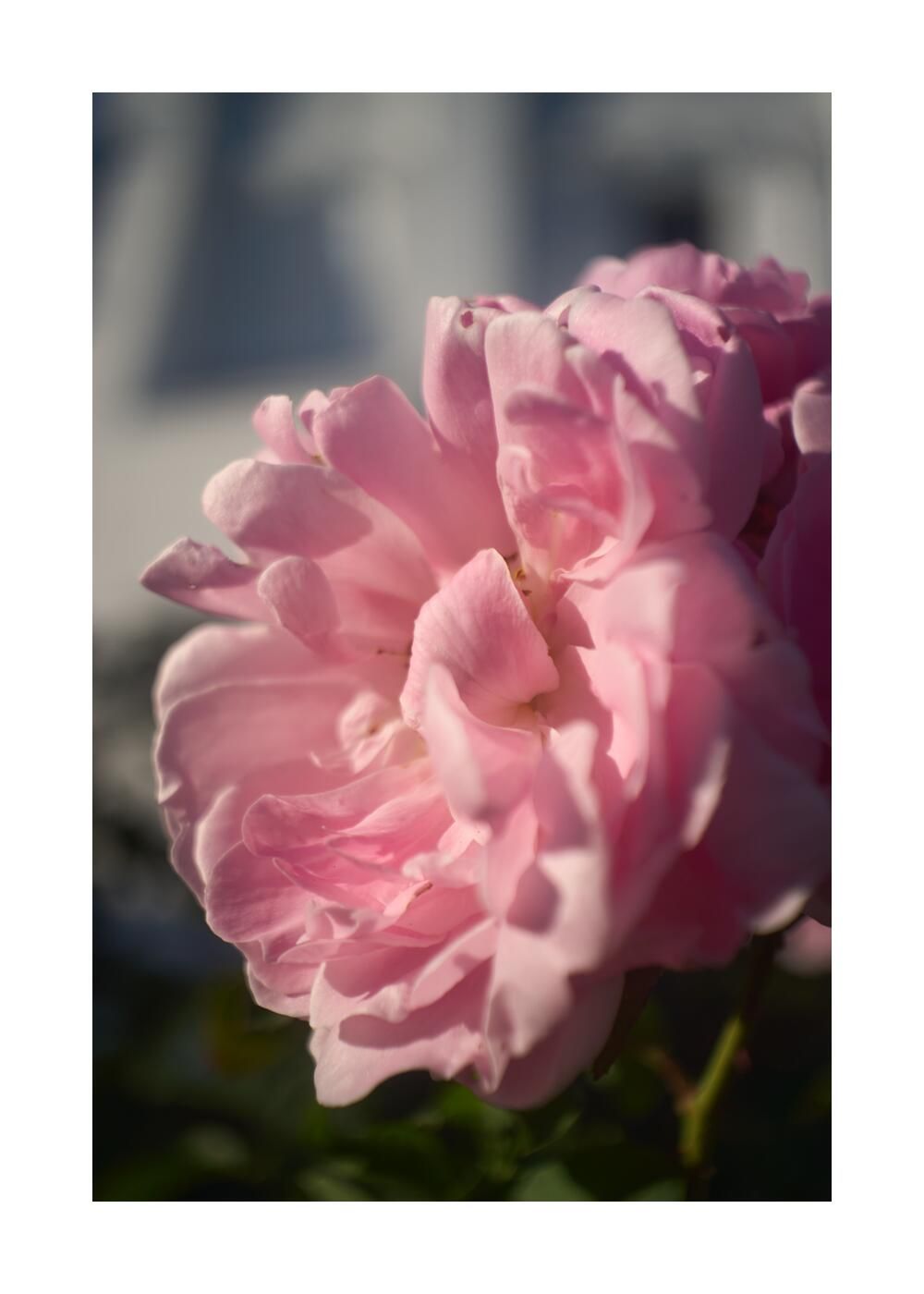 Чудесный сад