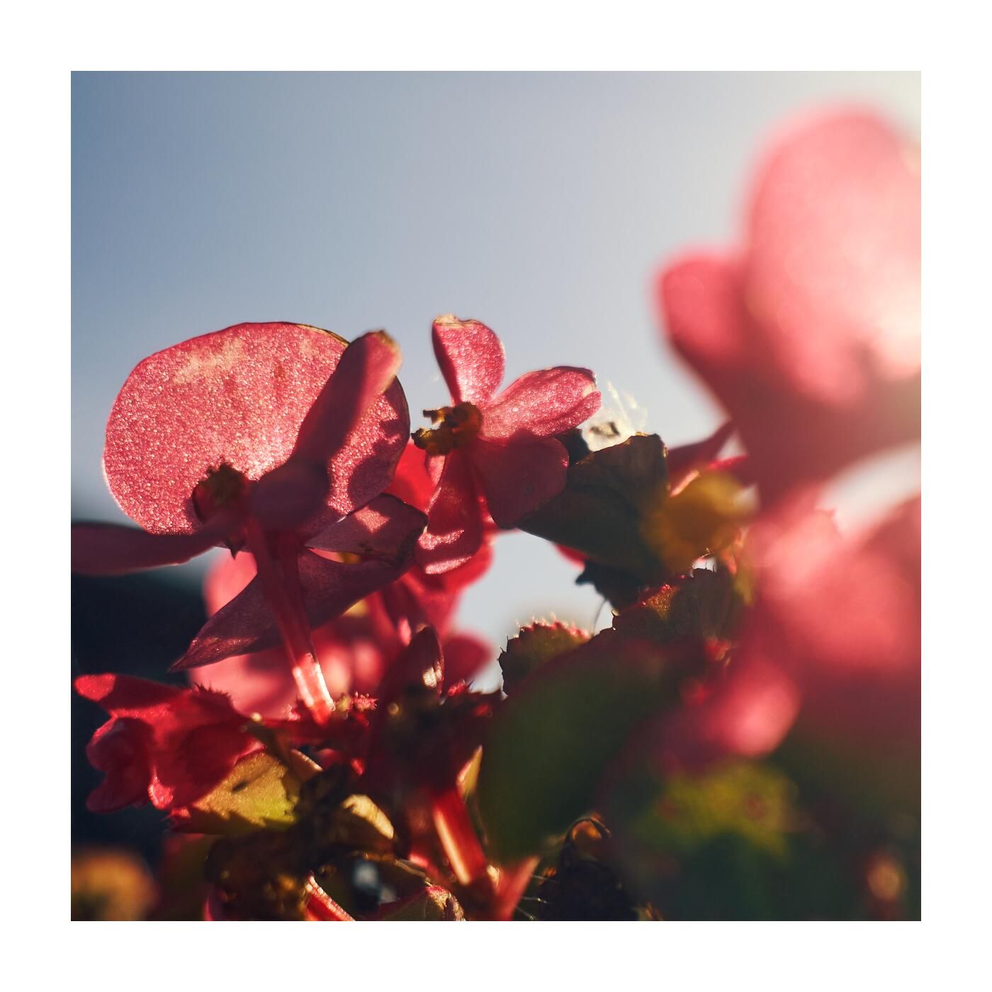 Чудесный сад